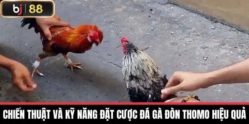 Chiến thuật và kỹ năng đặt cược Đá gà đòn thomo hiệu quả